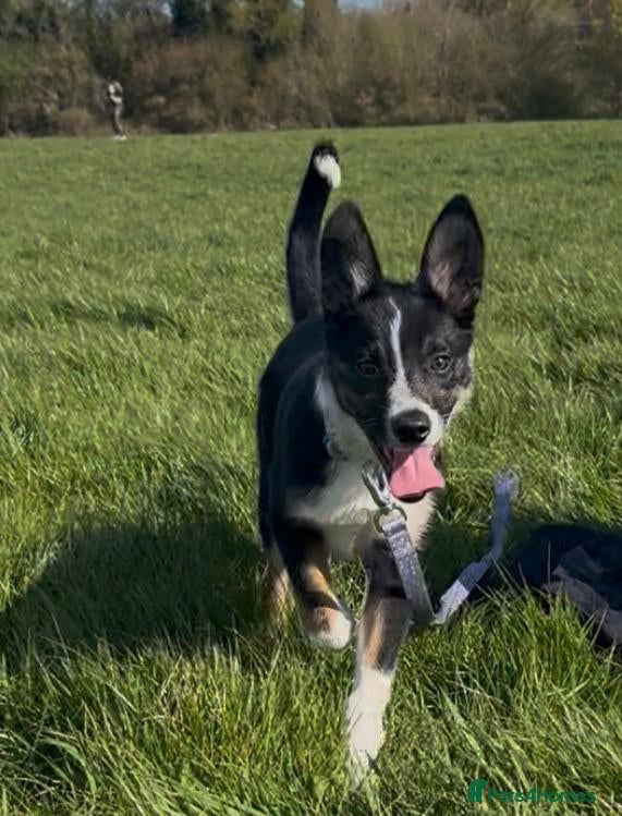 Border Collie dogs 4month old boarder collie - Advert 1