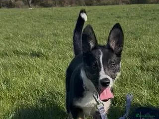 Border Collie dogs 4month old boarder collie - Advert 1