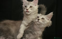 Maine Coon cats for sale: Two mainecoons kittens Sally and Harry silver - Image 9
