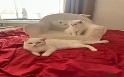 Mixed Breed cats for sale: 4 beautiful kitten - Image 28