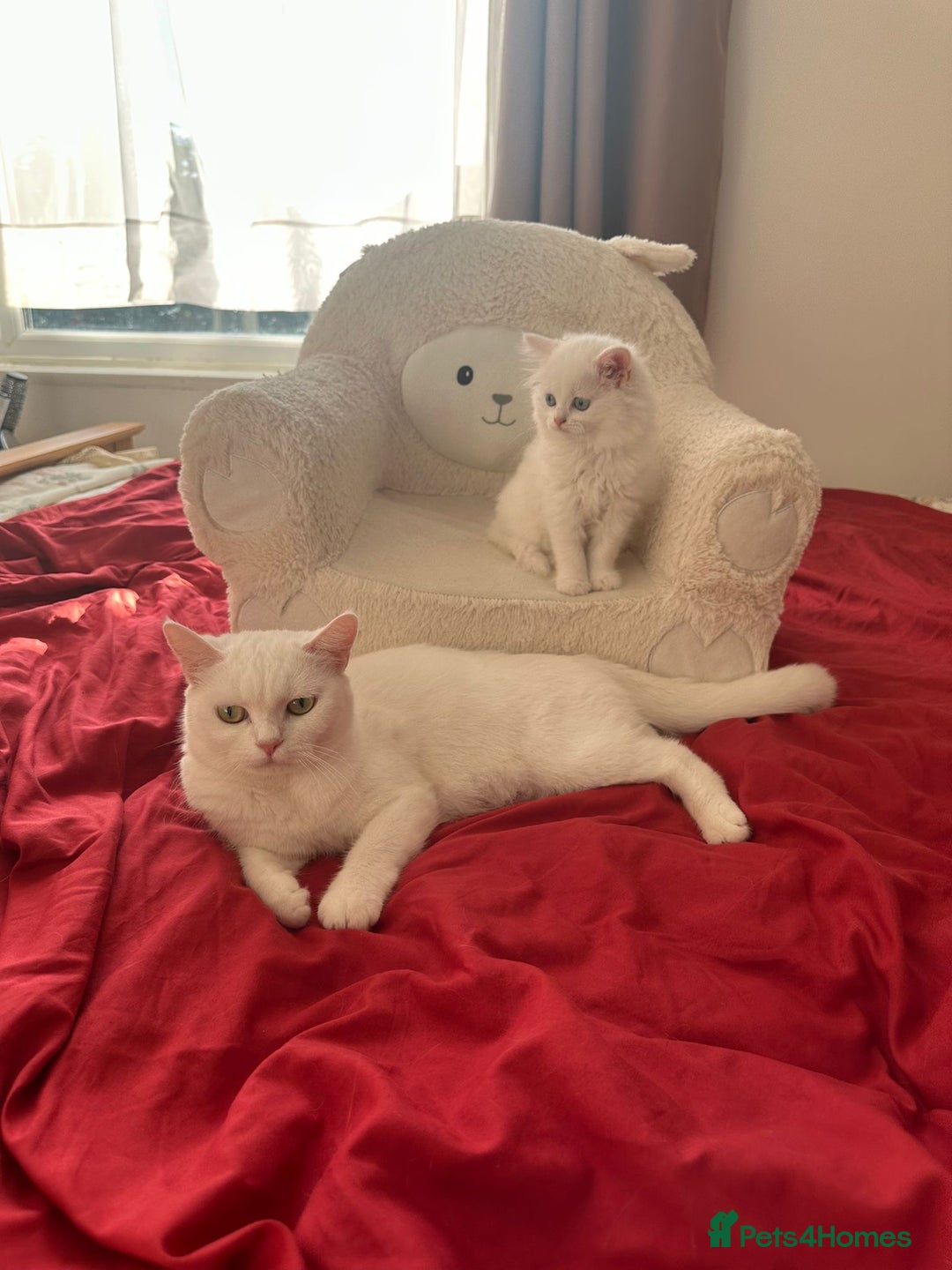 Mixed Breed cats for sale: 4 beautiful kitten - Image 28