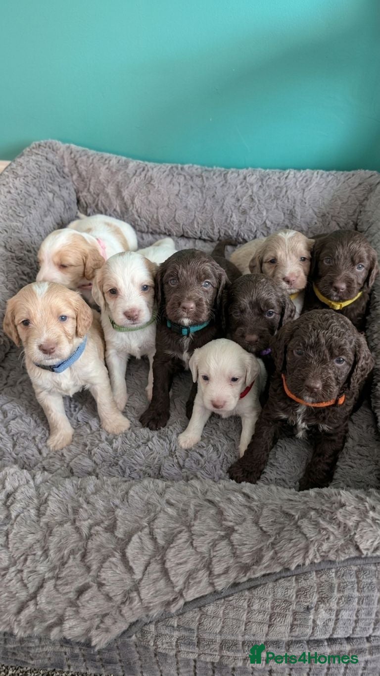 Cockapoo dogs Outstanding F1b Cockapoo Puppies 🌟 - Advert 6