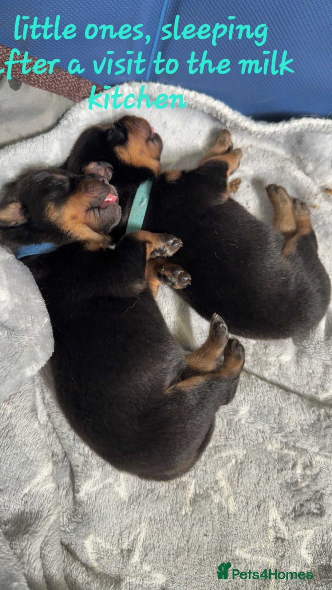 Rottweiler dogs for sale: Rottweiler puppies  - Image 9