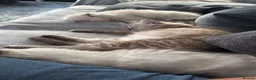 Ragdoll cats for sale: Exceptional Seal Tabby Mink Cherubim Boys - Advert 7