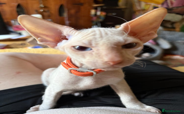 Sphynx cats - Advert 2