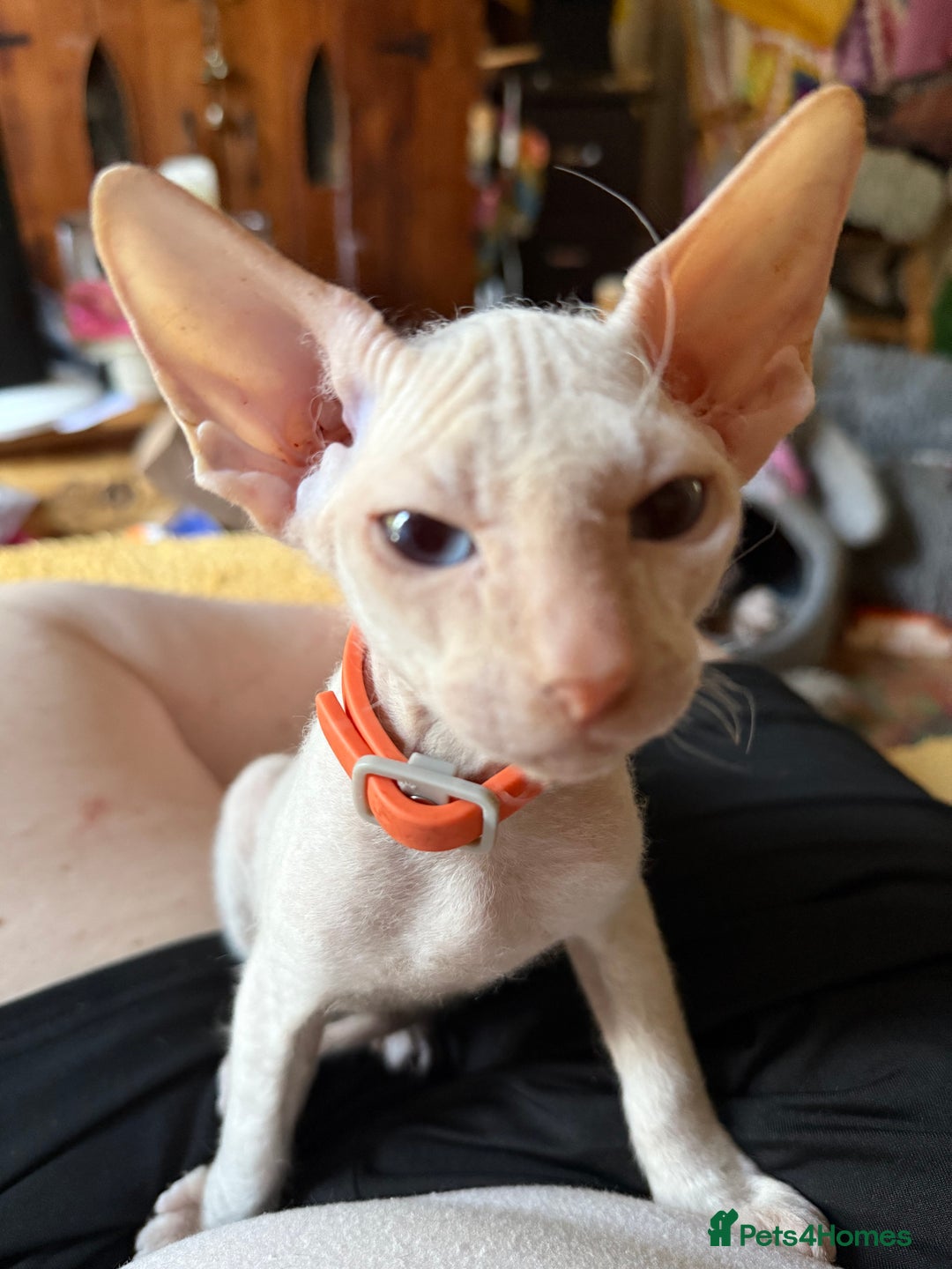 Sphynx cats for sale: Sphynx girls beautiful loving babies - Image 1