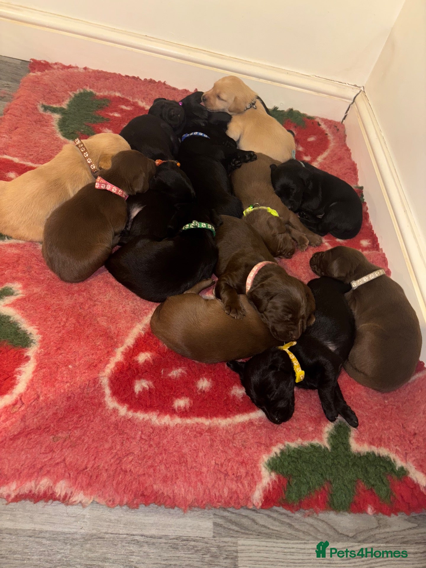 Labrador Retriever dogs Chocolate/Yellow/Black KC Reg Labrador Retrievers  - Advert 2