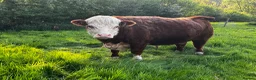 Cows & Bulls livestock for sale: Best of buddies…Derek & Buddy  - Advert 3