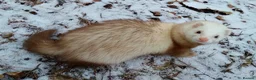 Ferret rodents for sale: Baby Ferrets  - Advert 4