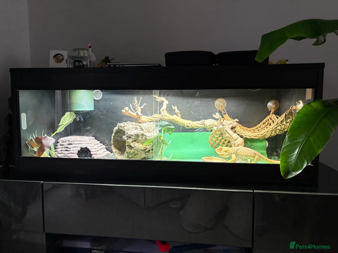 Bearded Dragon reptiles for sale: 7YO bearded dragon with full set up - Advert 2