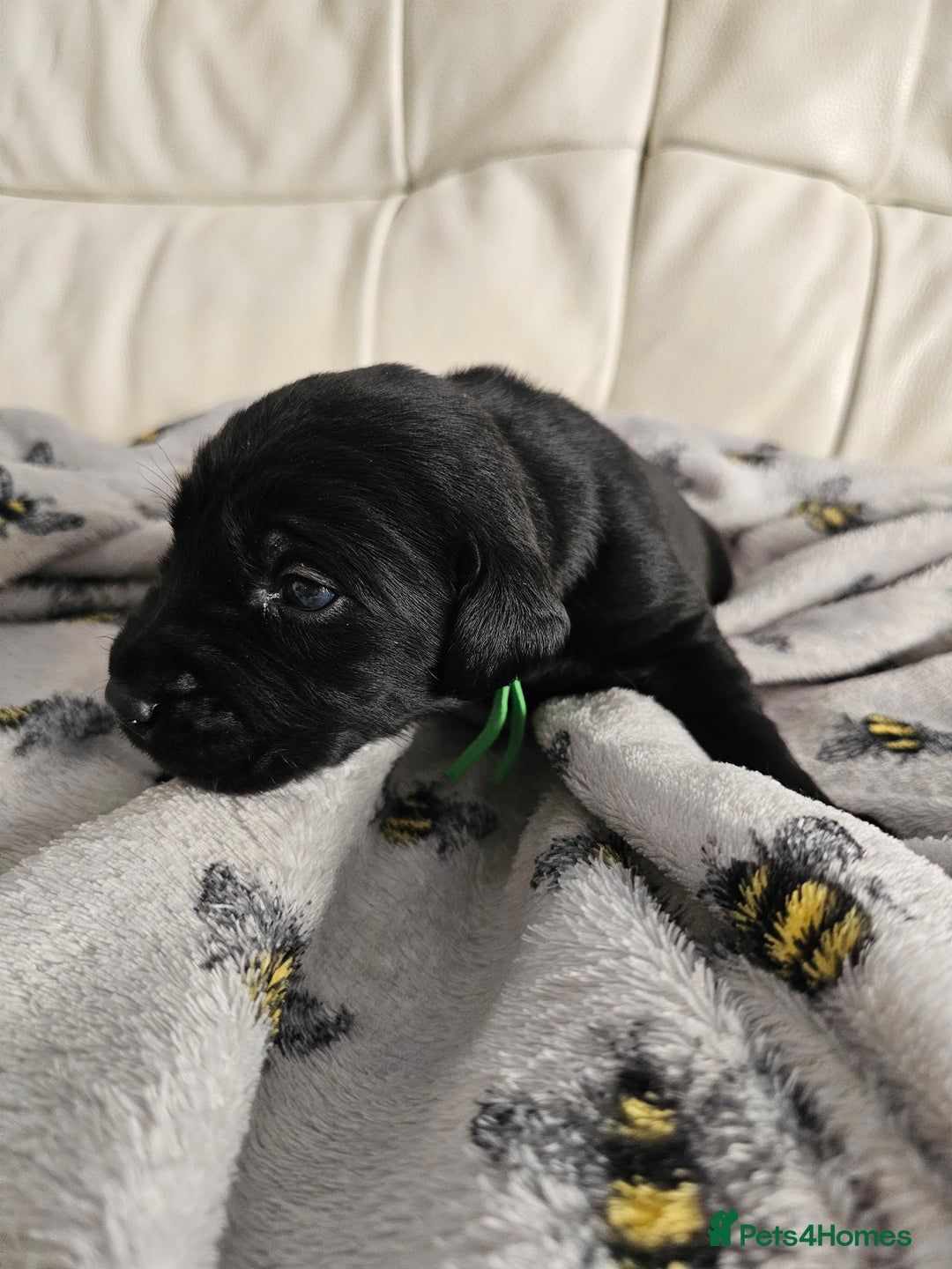 Labrador Retriever dogs for sale: Exceptional Labrador Retriever Puppies - Advert 11