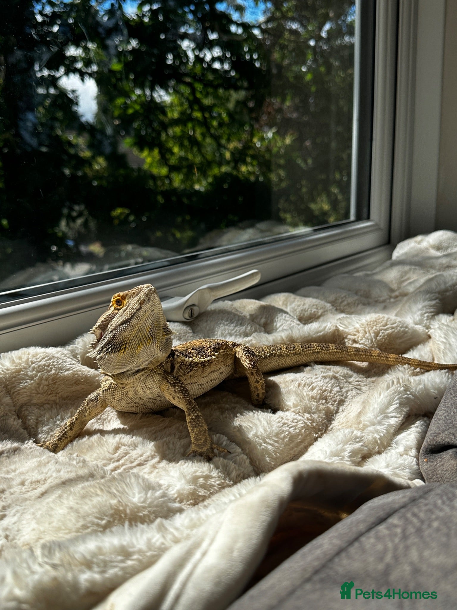 Bearded Dragon reptiles Bearded dragon looking for a loving home - Advert 1