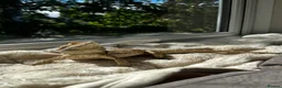 Bearded Dragon reptiles for sale: Bearded dragon looking for a loving home in Southampton - Advert 1