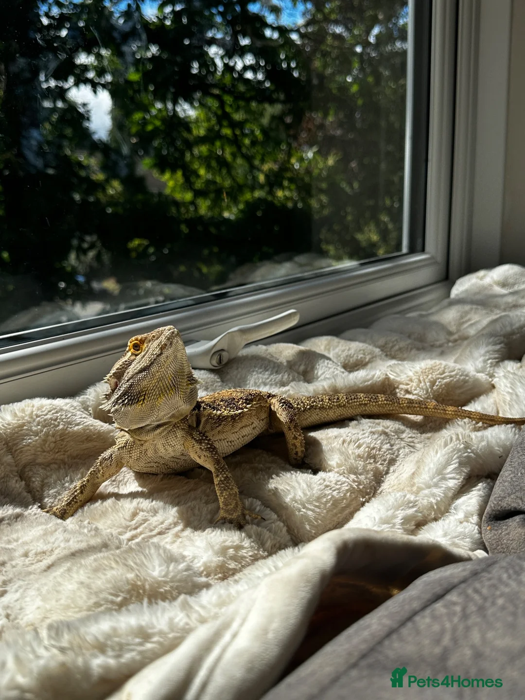 Bearded Dragon reptiles for sale: Bearded dragon looking for a loving home in Southampton - Advert 1