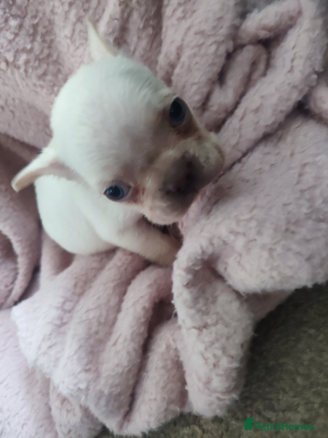 French Bulldog dogs for sale: Fluffy french bulldogs  - Advert 2
