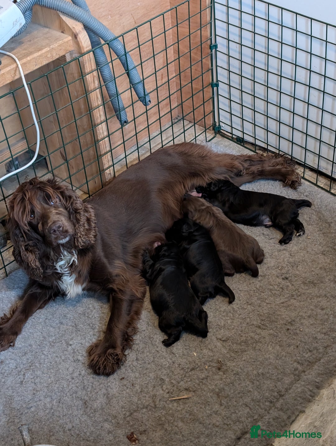Cocker Spaniel dogs for sale: Working Cocker spaniel pups - Image 6
