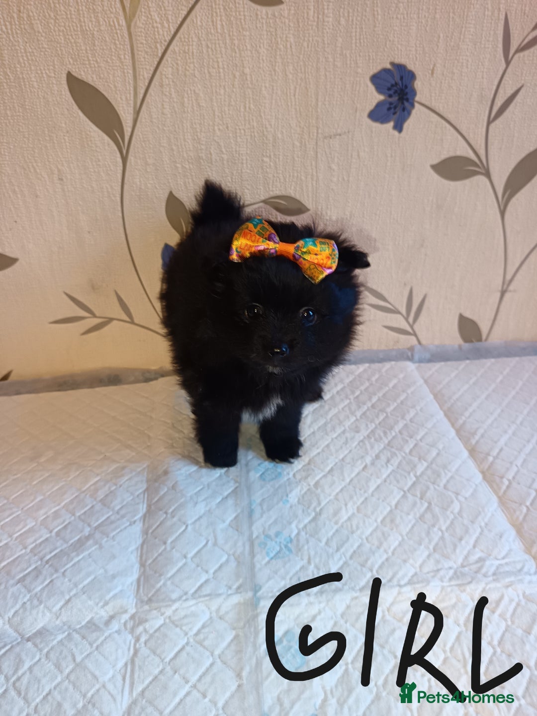 Pomeranian dogs for sale: Barnsley  - Advert 8