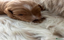 Cockapoo dogs for sale: Cockapoo puppies  - Advert 3