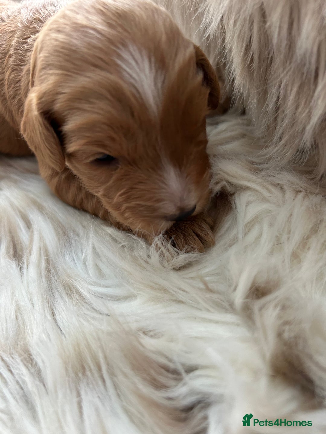 Cockapoo dogs for sale: Cockapoo puppies  - Advert 3