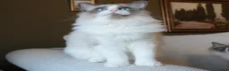 Ragdoll cats for sale: Final 3 ragdolls ready to leave  - Advert 13