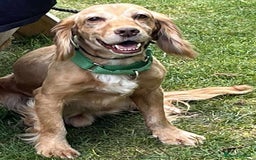 Cocker Spaniel dogs for adoption: Bob needs a loving home  - Advert 8