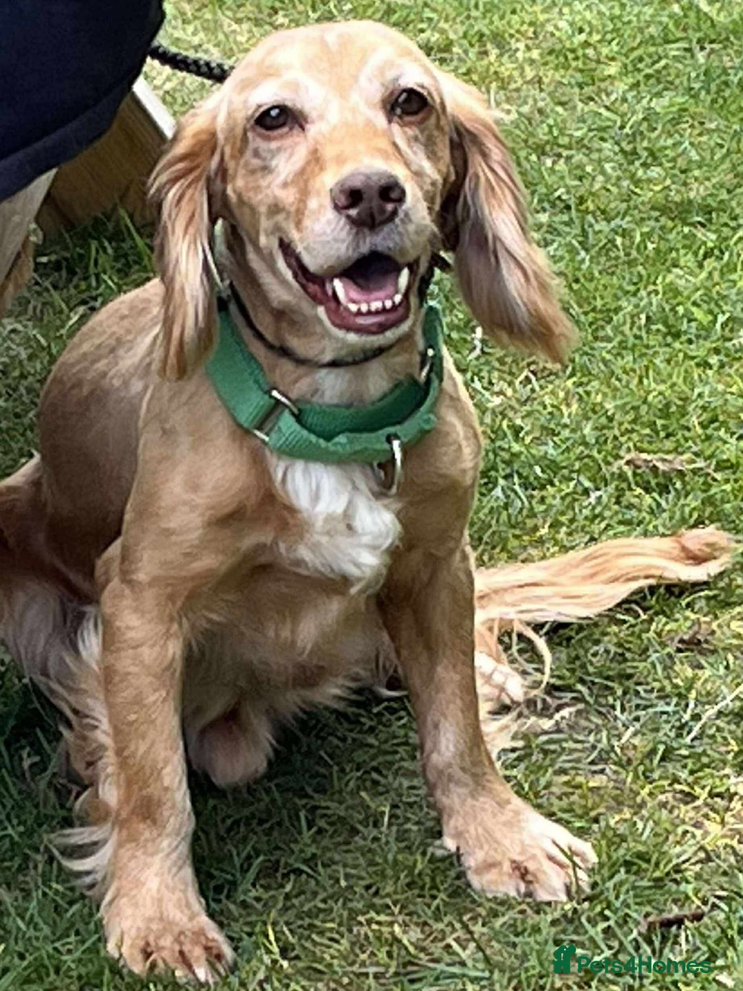 Cocker Spaniel dogs for adoption: Bob needs a loving home  - Advert 8