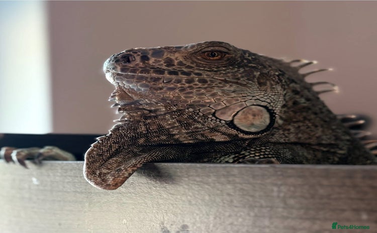 Iguana reptiles - Advert 1