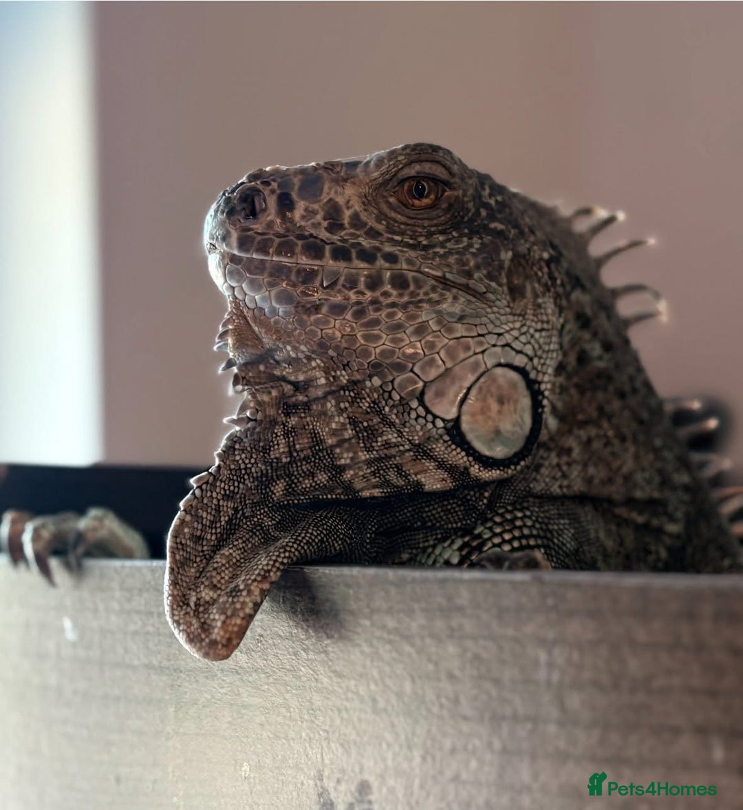 Iguana reptiles for sale: Tank the tame Blue Iguana  - Image 1