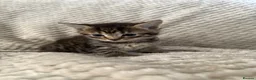 Mixed Breed cats for sale: Kittens - Advert 8
