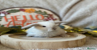 Mini Lop rabbits - Advert 2