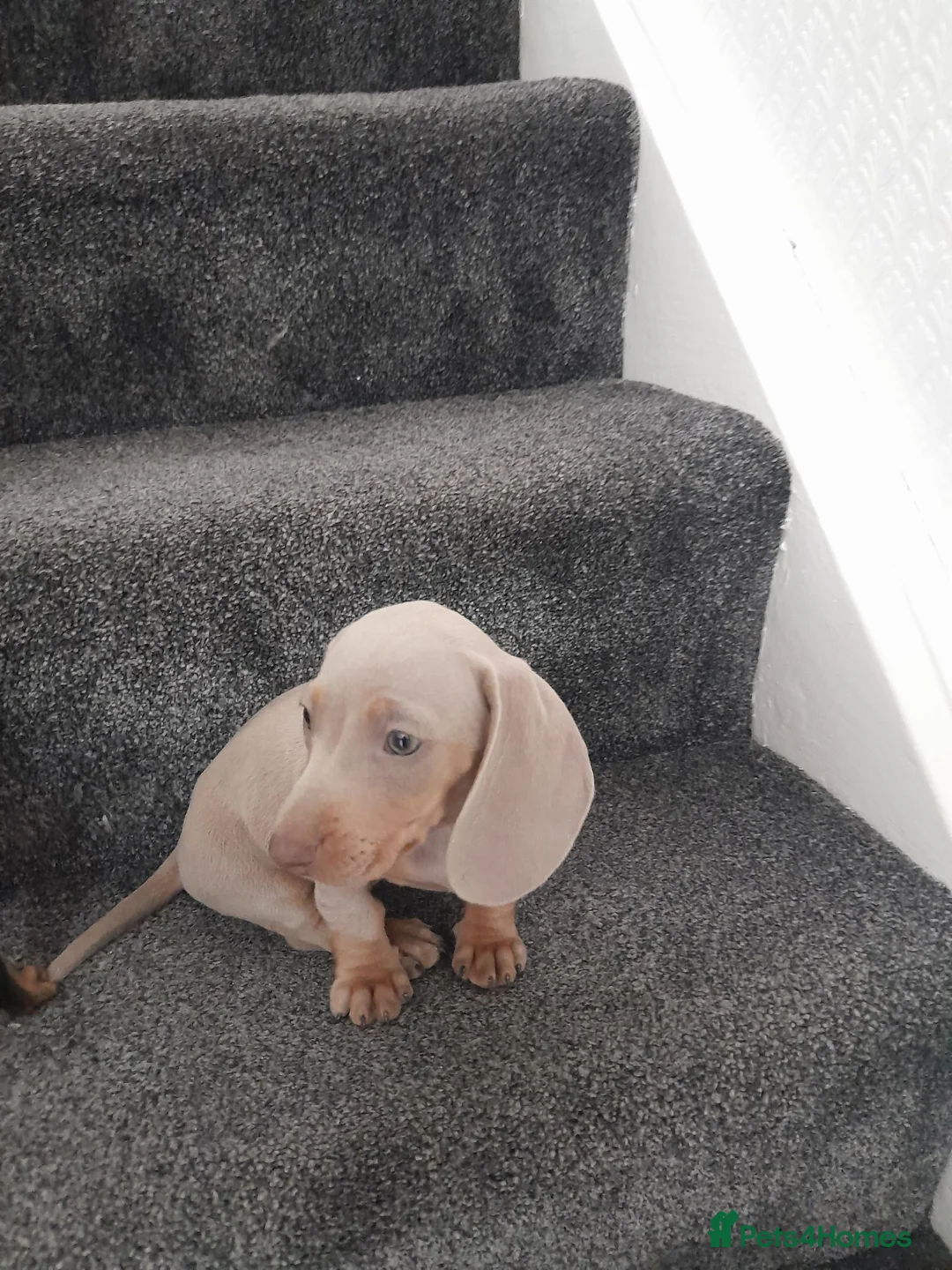 Dachshund dogs for sale: Dashund pups - Advert 2