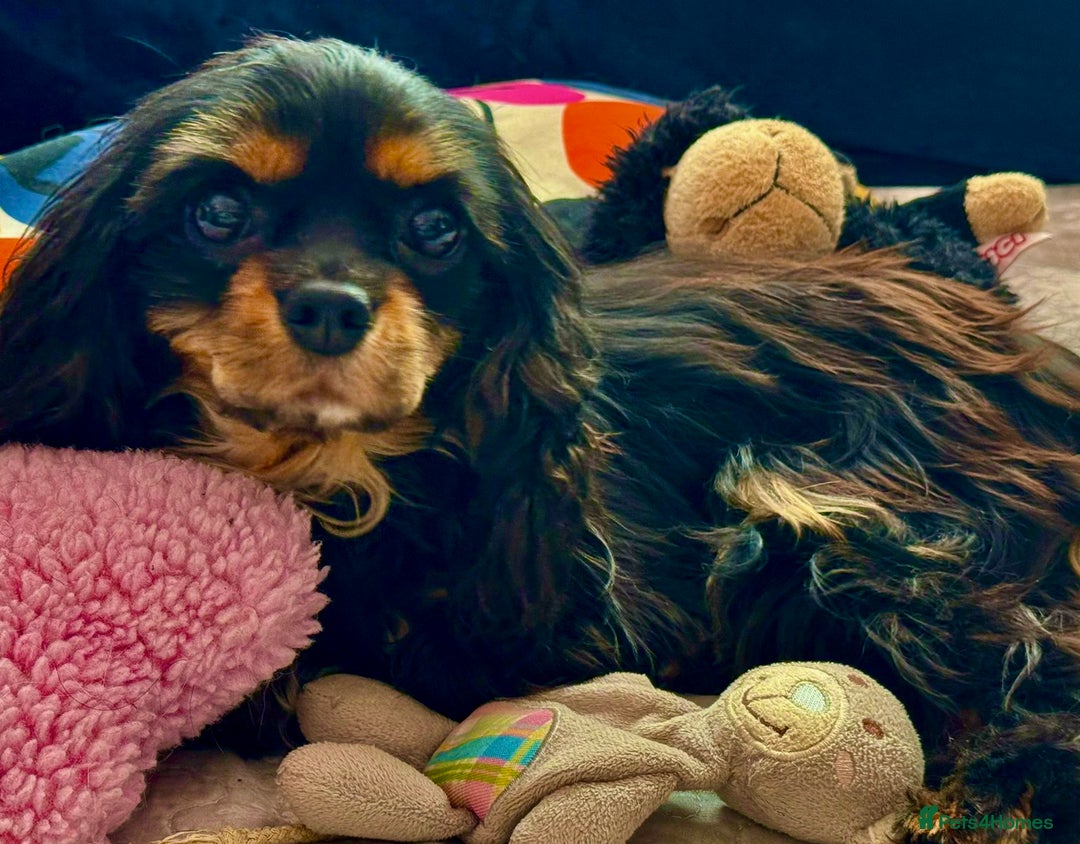 Cavalier King Charles Spaniel dogs for adoption: Button’s Story: From Despair to Love - Image 17