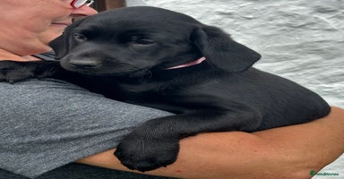 Labrador Retriever dogs - Advert 13