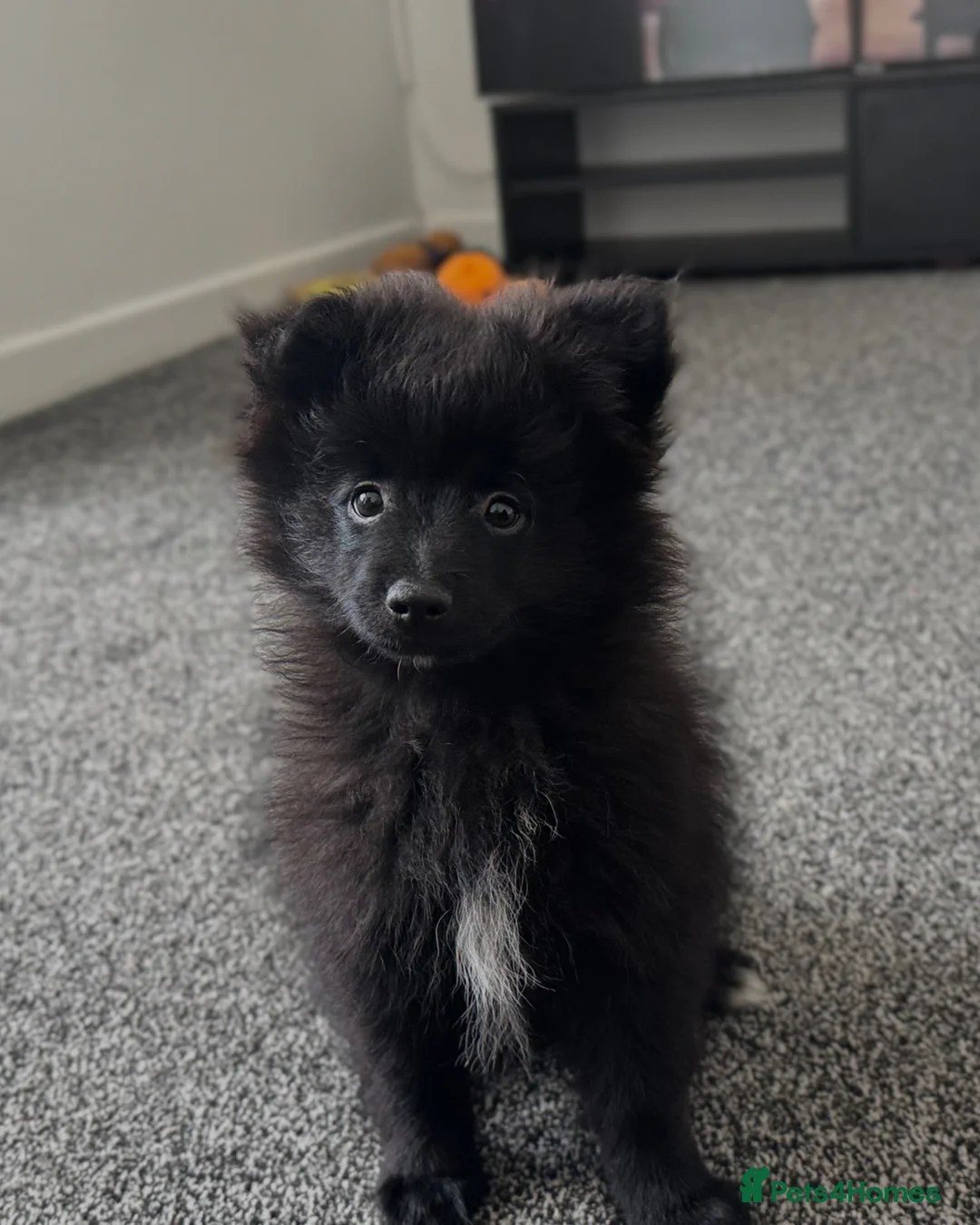 Pomeranian dogs for sale: Lovely Pomeranian Puppy Looking for a Home - Advert 6