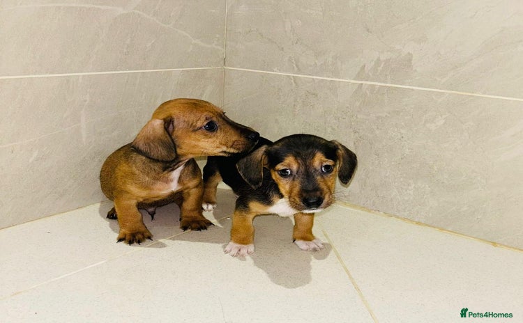 Dachshund dogs - Advert 3