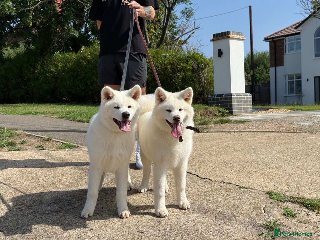 Japanese Akita Inu dogs for sale: Lovely white boy is looking for 5 ⭐ home!  in Northampton - Image 9