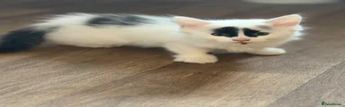British Longhair 2