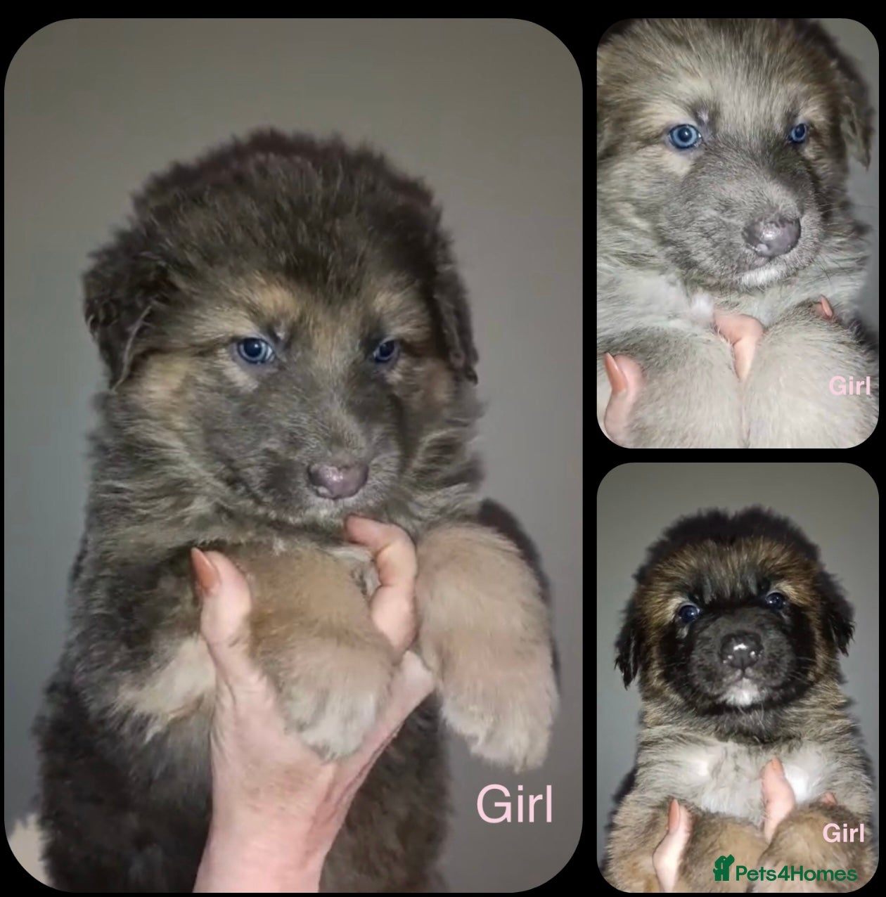 German Shepherd dogs Kc straight back puppys - Advert 5