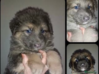 German Shepherd dogs Kc straight back puppys - Advert 5