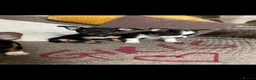 Jack Russell dogs for sale: Beautiful litter of 6 puppies  - Advert 10