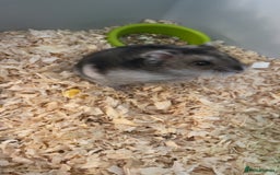 Hamster rodents for sale: Beautiful dwarf hamster  - Image 1