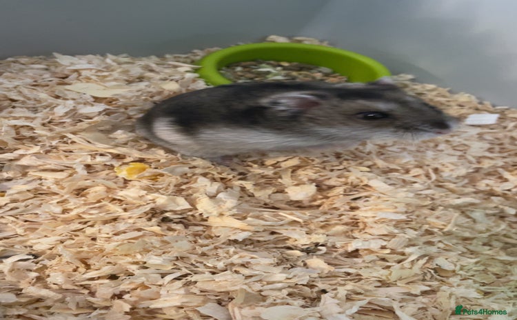 Hamster rodents - Advert 14