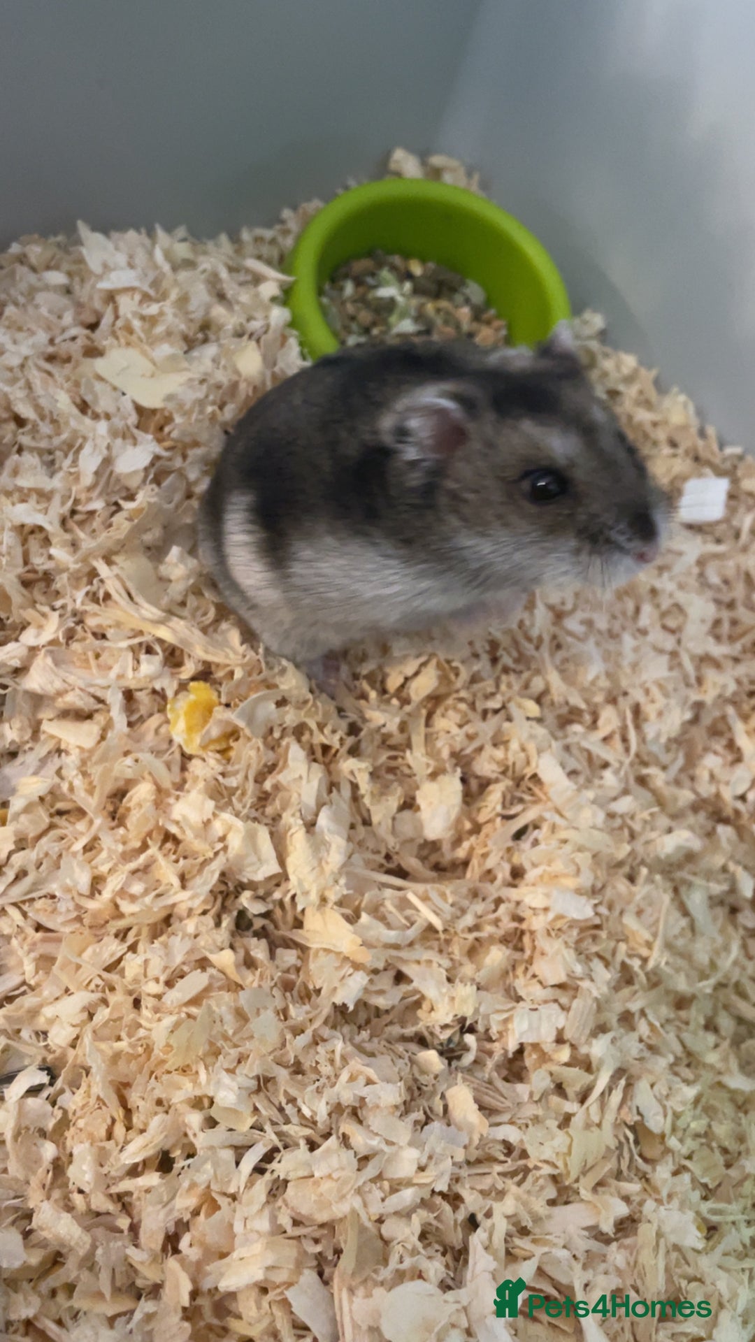 Hamster rodents for sale: Beautiful dwarf hamster  - Image 1