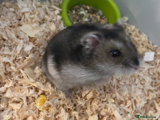 Hamster rodents - Advert 19