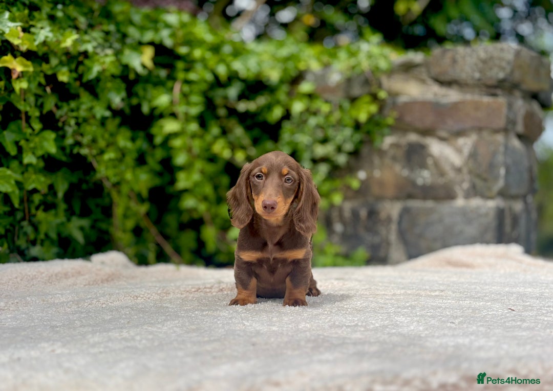Miniature Dachshund dogs for sale: Long Haired Miniature Dachshunds - READY NOW!! - Image 13