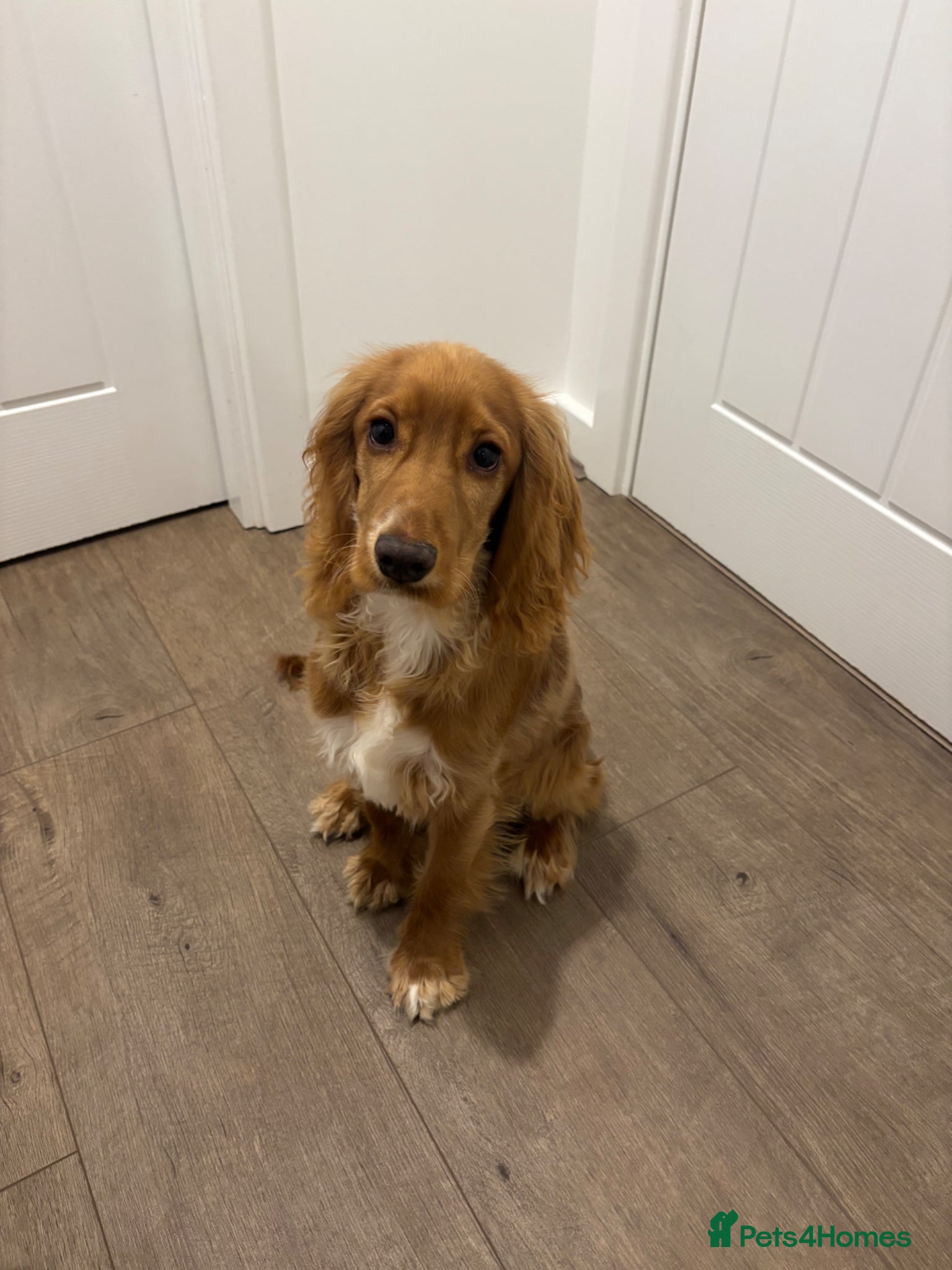 Cocker Spaniel dogs Show cocker spaniel. Male  - Advert 1