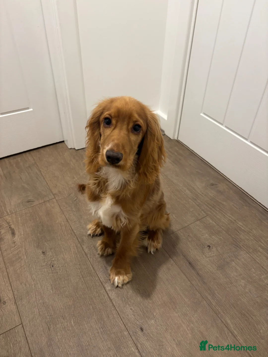 Cocker Spaniel dogs for sale: Show cocker spaniel. Male  - Advert 1