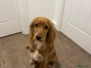 Cocker Spaniel dogs Show cocker spaniel. Male - Advert 1