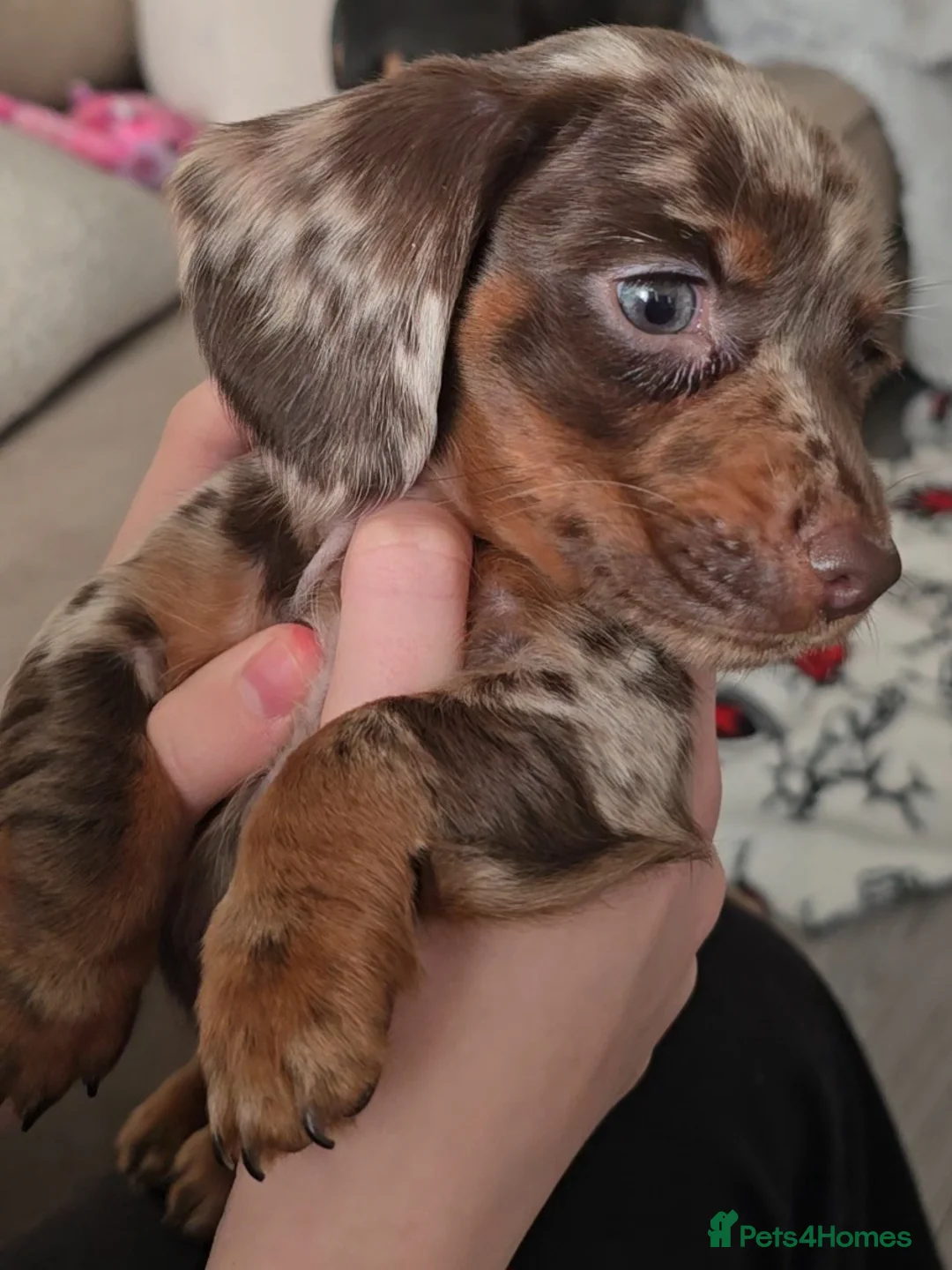 Miniature Dachshund dogs for sale: READY NOW 1 female dapple mini dachshund - Advert 6