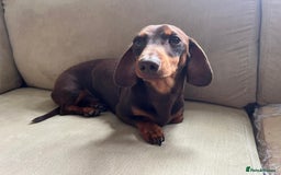 Dachshund dogs for sale: 4 gorgeous puppies for sale - Image 3